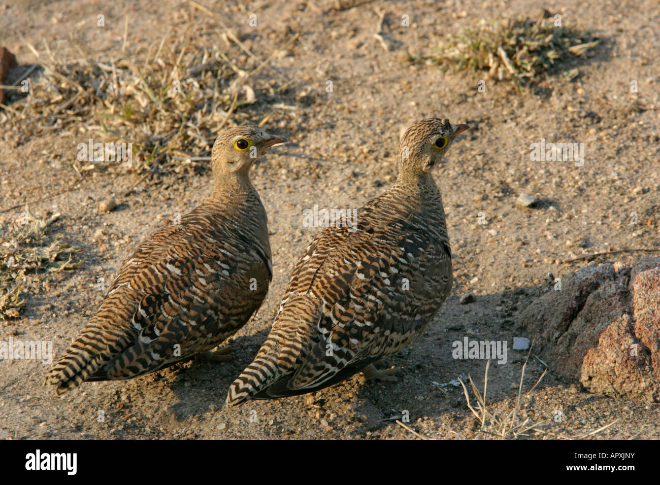 Ein paar Doppel-banded sandgrouse Stockfoto