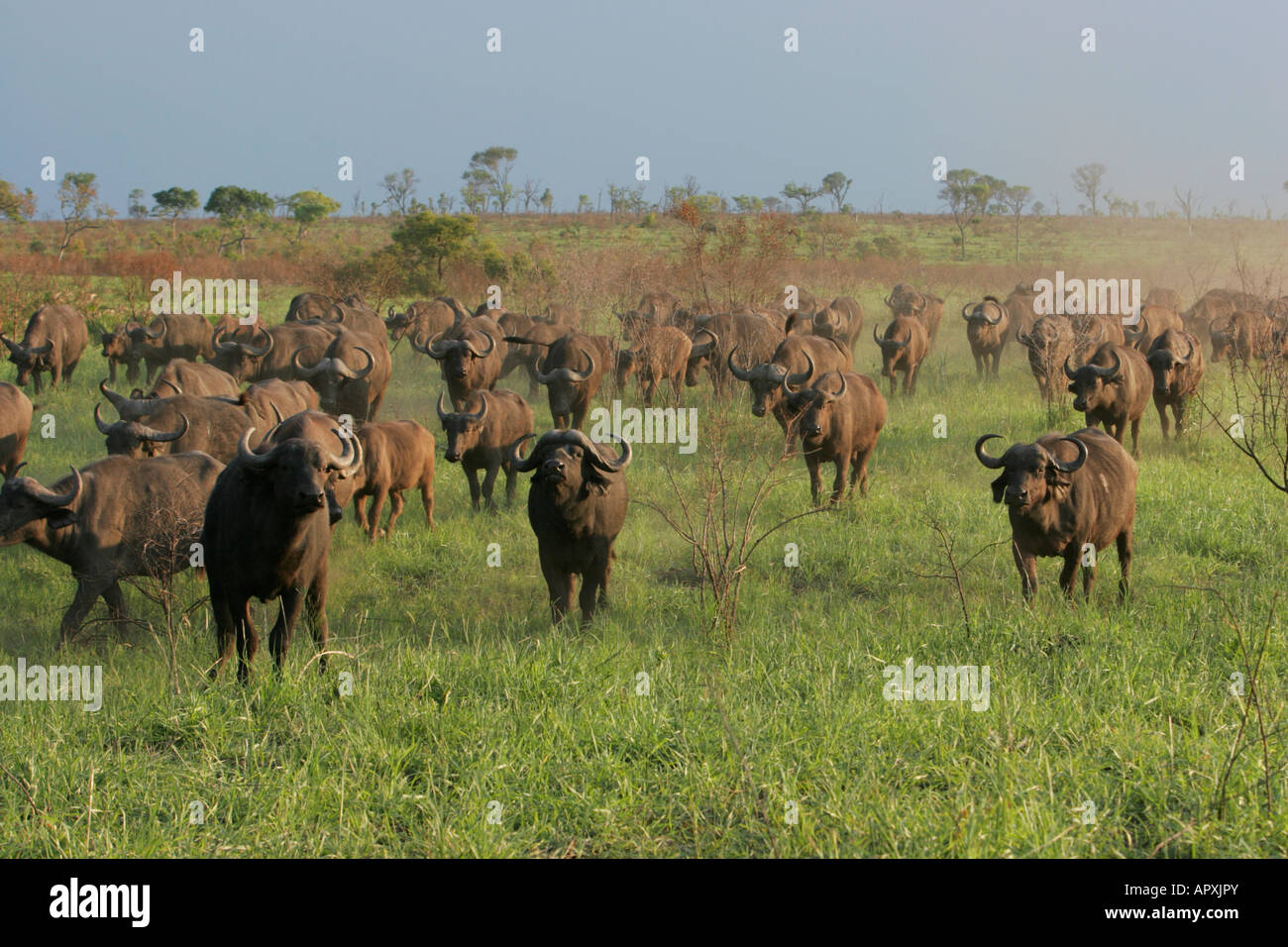 Große Herde Büffel in offenen Savanne unterwegs Stockfoto