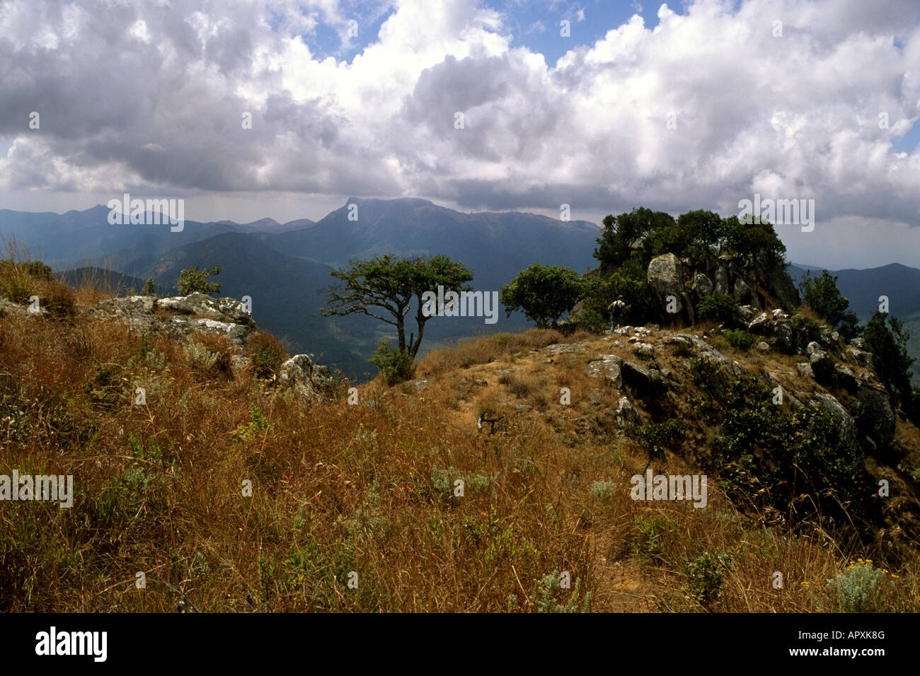 Nyika Nationalpark Stockfoto