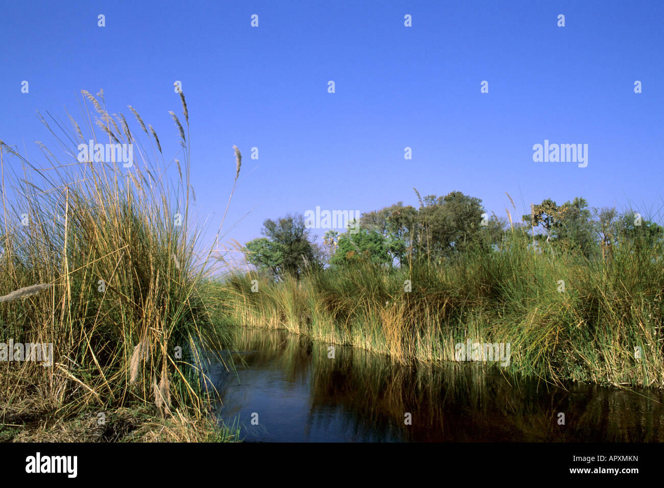 Die Kanäle des Okavango Deltas Stockfoto