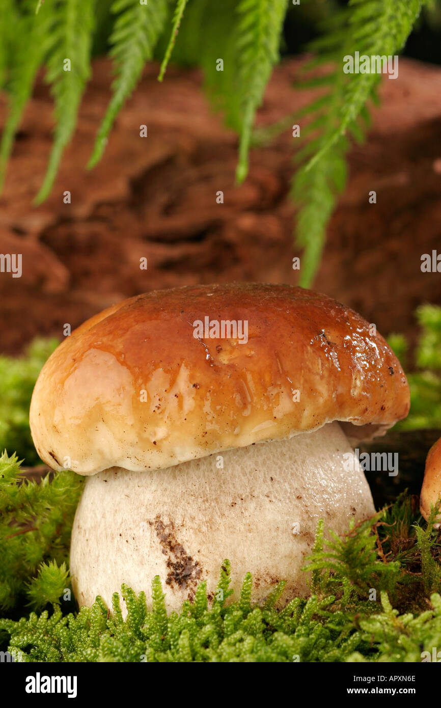 Young-Boletus Edulis wächst in Moos Stockfoto