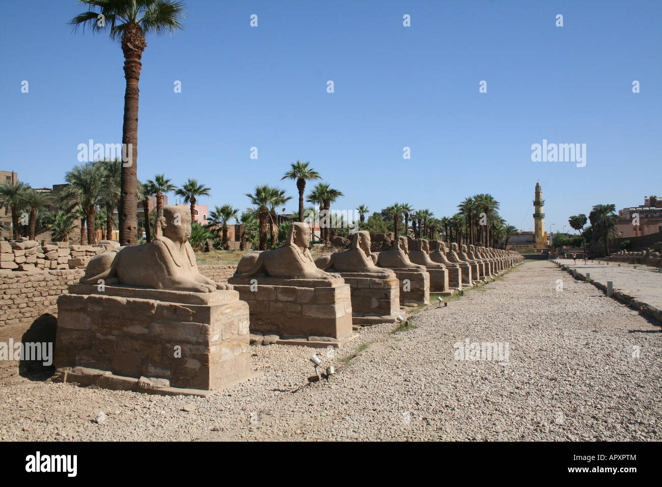 Luxor-Tempel - Reihe Sphinx [Luxor, Ägypten, arabische Staaten, Afrika]. Stockfoto