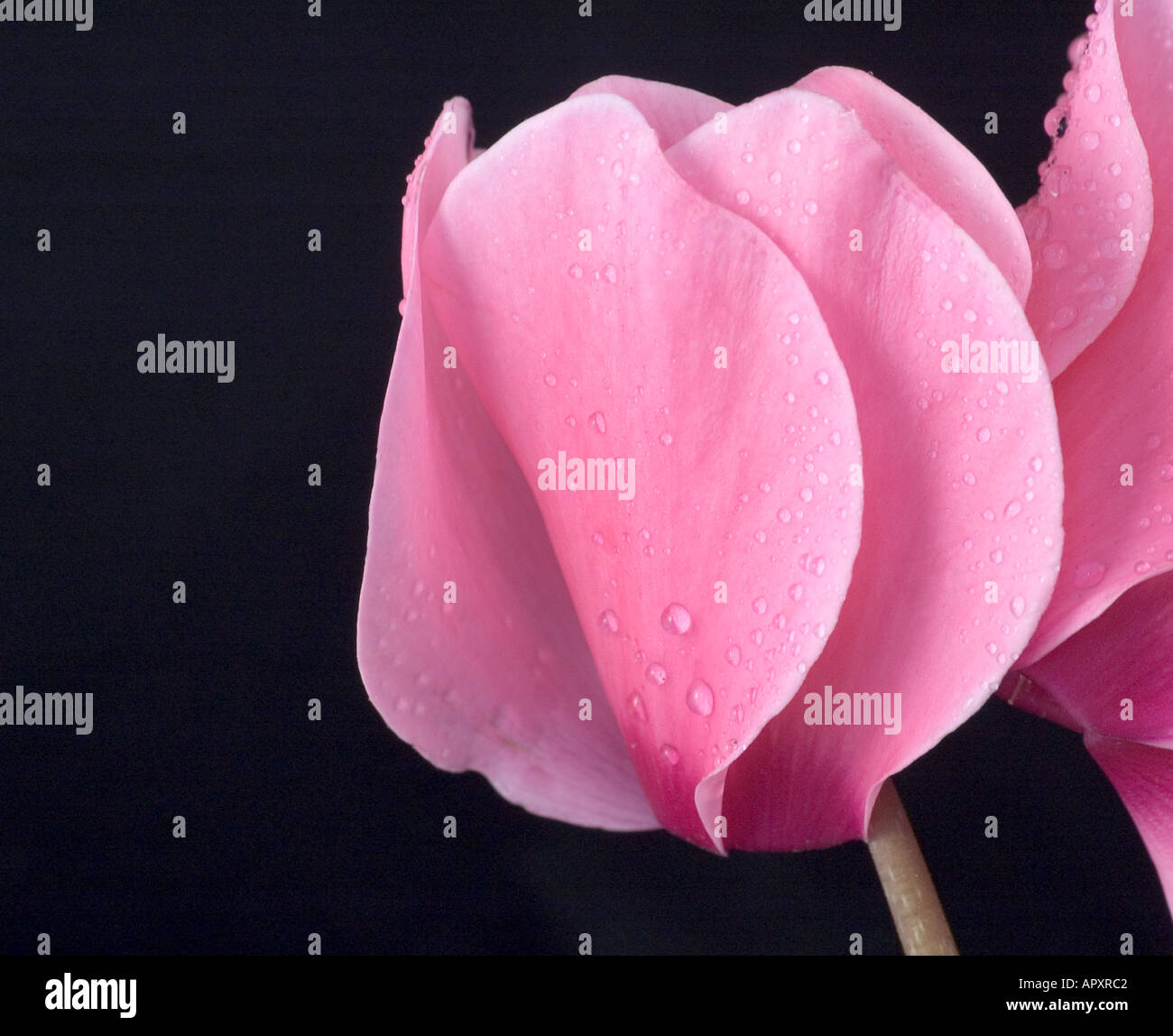 Alpenveilchen Stockfoto