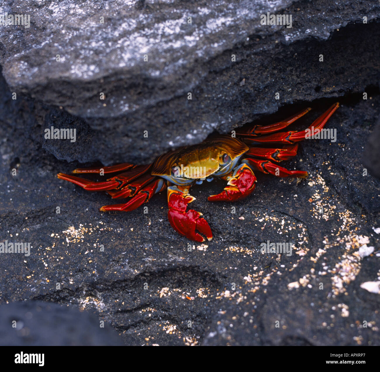 Ein hell orange farbigen Sally Lightfoot Krabben in seiner Rock-Unterschlupf bei Puerto Egas auf Isla San Salvador den Galapagosinseln Stockfoto
