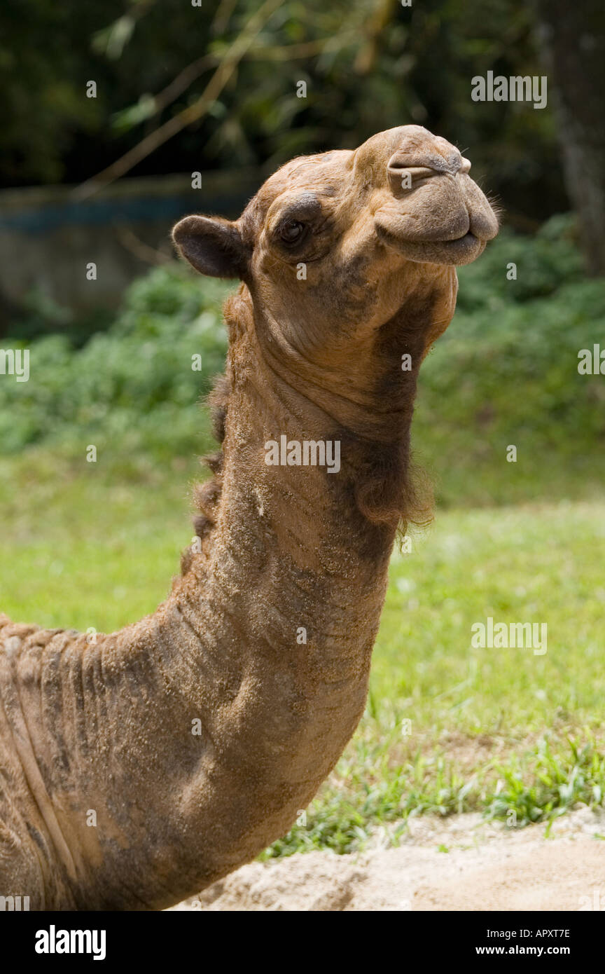 Dromedar einen buckligen Kamel Camelus Dromedarius in einem tropischen Land Asien Malaysia Stockfoto