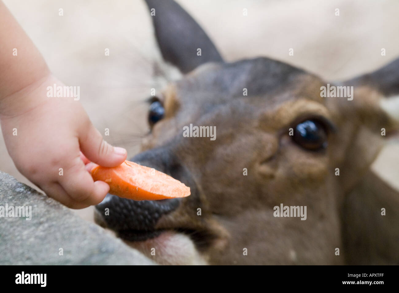 Kinder, die Fütterung der Hirsche Kuala Lumpur Malaysia Stockfoto