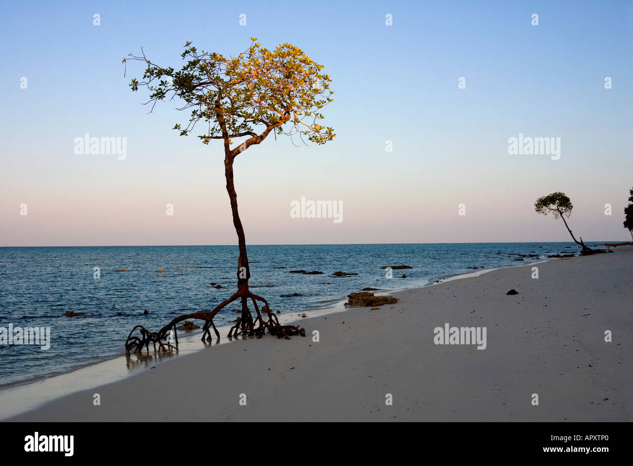 Mangrove Büschen am Strand 3 im letzten Abendlicht, Havelock Island, Andamanen, Indien Stockfoto