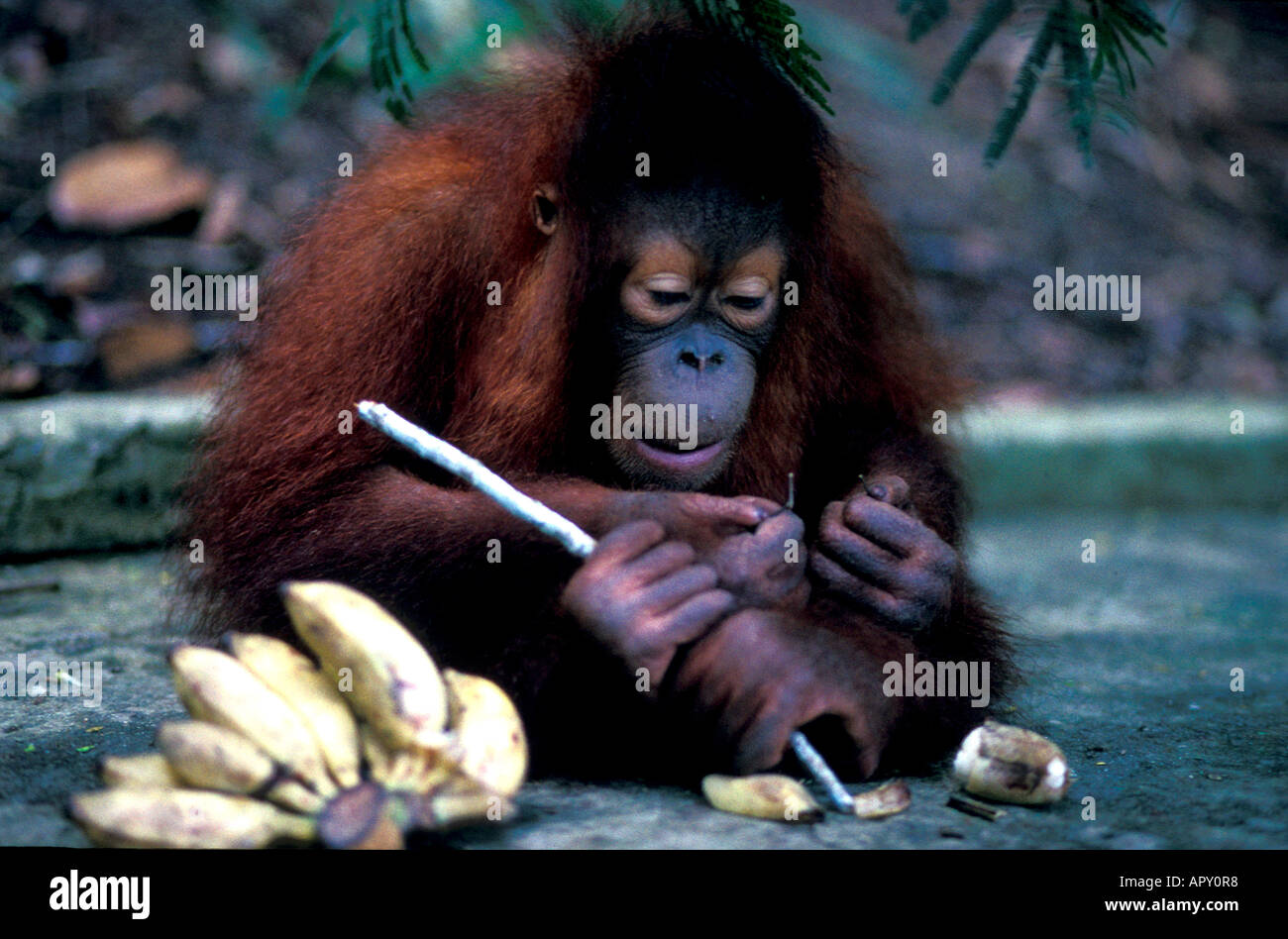 Orang Utan Rehabilitation Center, Gunung Leuser Nationalpark, Sumatra, Indonesien, Asien Stockfoto