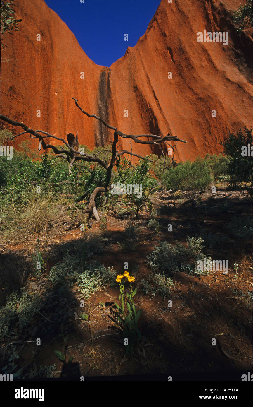 Sandstein Gesicht Der Ayers Rock Australien Northern Territory Detail Ayers Rock Uluru Stockfotografie Alamy