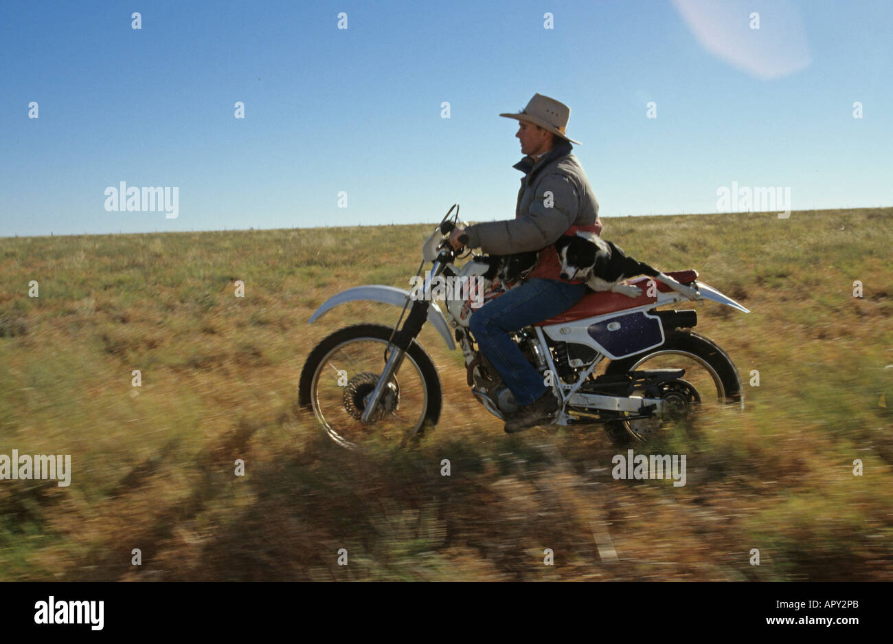 Cowboy mit zwei Hunde auf dem Motorrad, Queensland, Australien Stockfoto