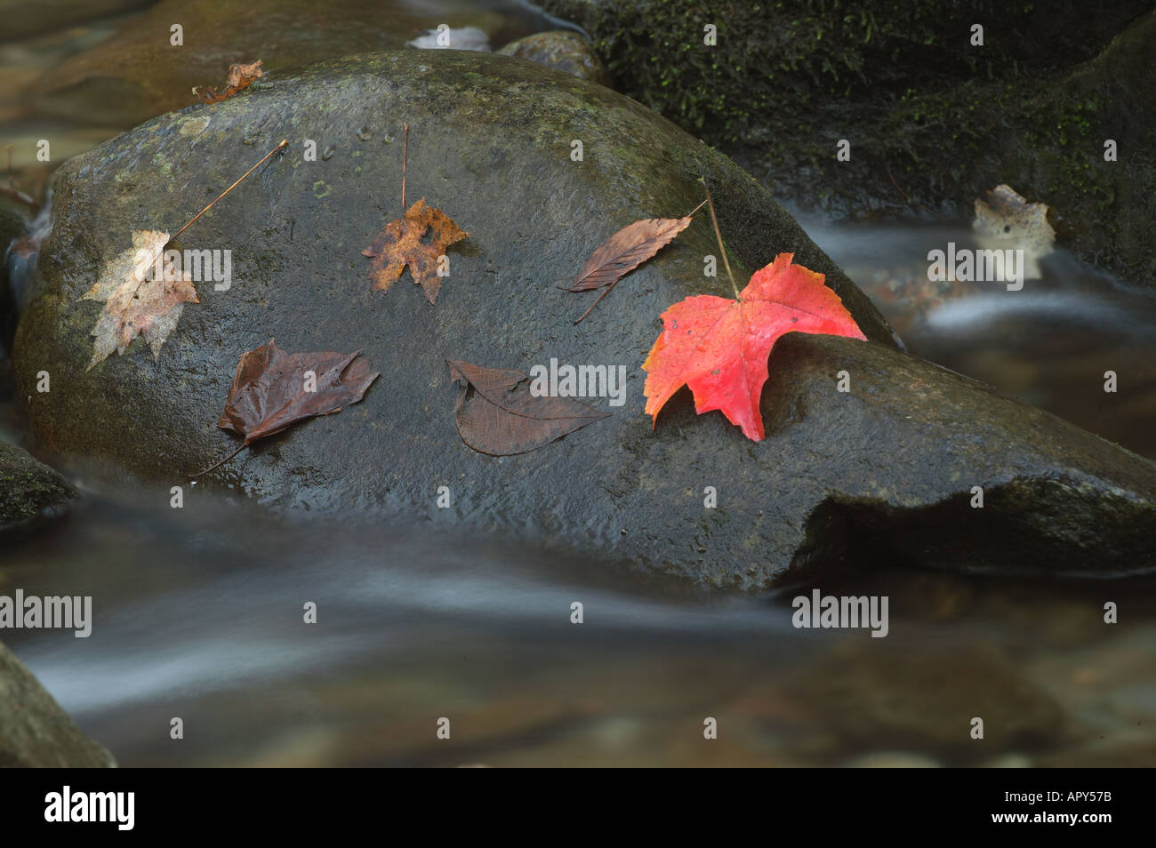 Ahornblatt auf Felsen im Stream Great Smoky Mountains Nationalpark Tennessee Stockfoto