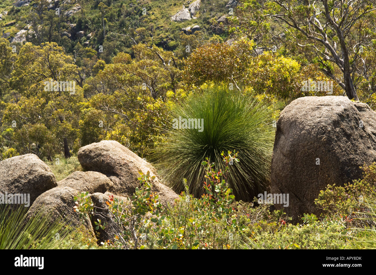 Granit-Felsen mit Grasbaum (Xanthorrhoea SP.) Blüte Habitat John Forest Nationalpark Perth Western Australia September Stockfoto