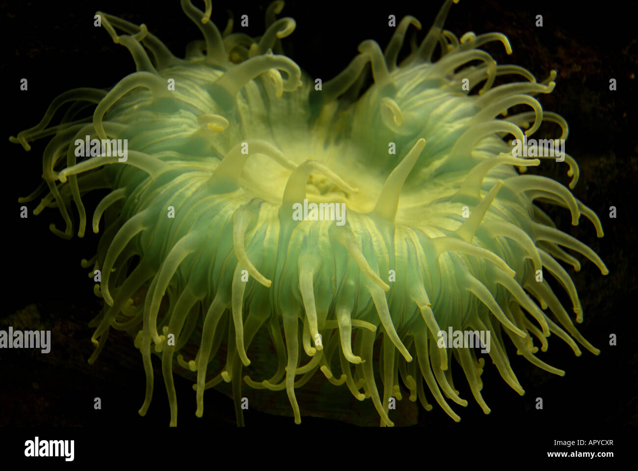 Riesige grüne Seeanemone Stockfoto