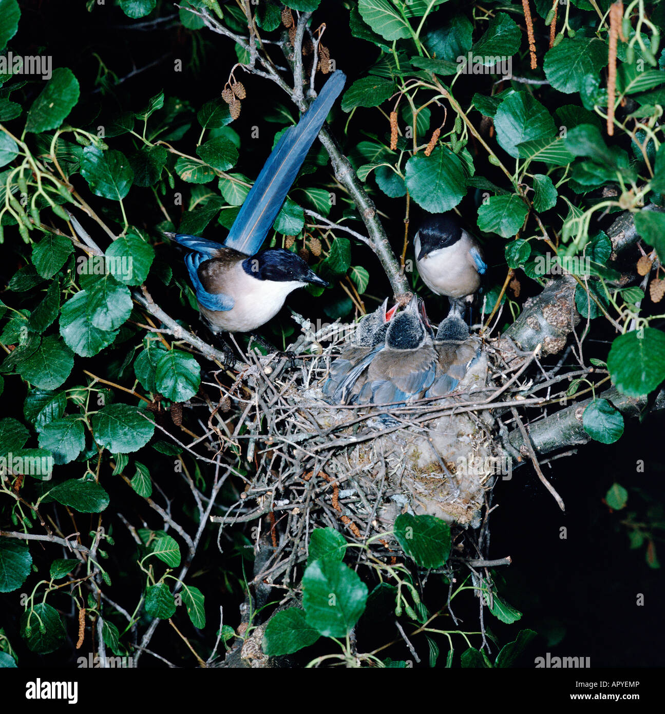 Pie Bleue Azure geflügelte Elster Extremadura Spanien Cyanopica Cyanus Femelle und Männchen am Nest erwachsenen Tier Tiere Vogel Vögel Krähen Stockfoto