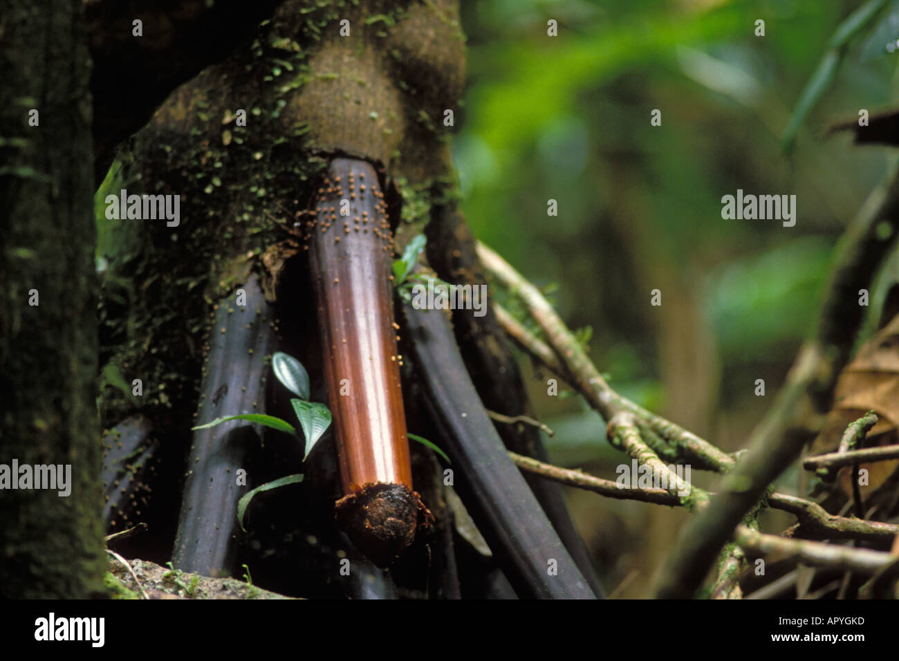 Wurzelstock aus einem Mangroven-Baum Florida Everglades Nationalpark Stockfoto