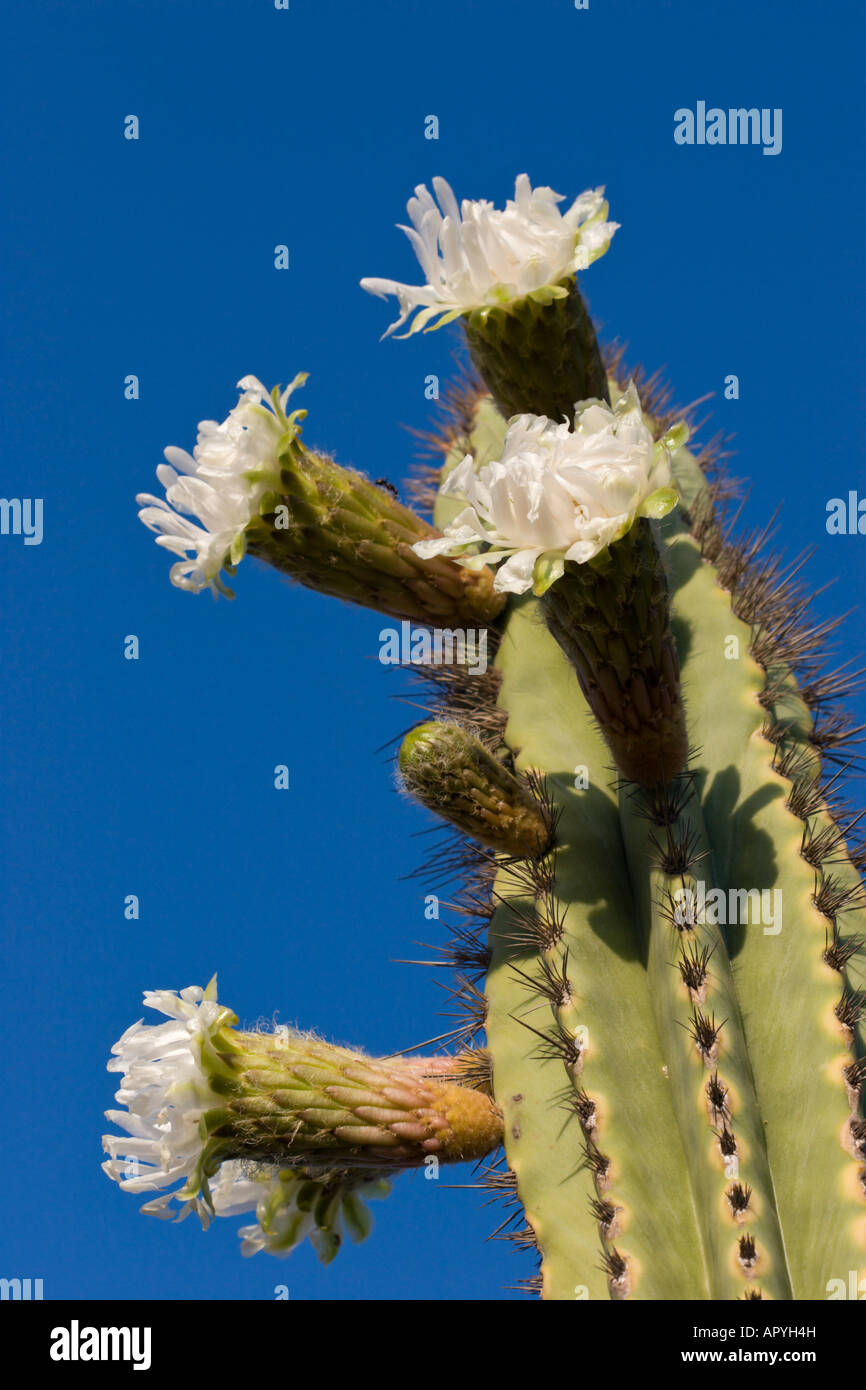 Kaktusblüte Stockfoto