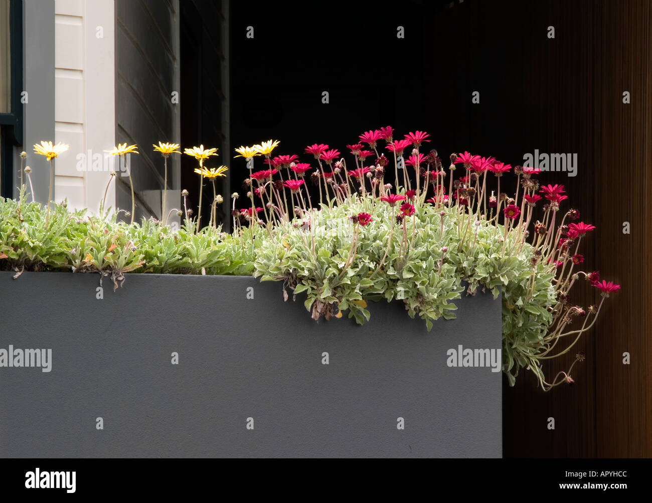 Arctotis afrikanischen Margeriten Asteraceae in Blume Feld Wand Pflanzer Stockfoto