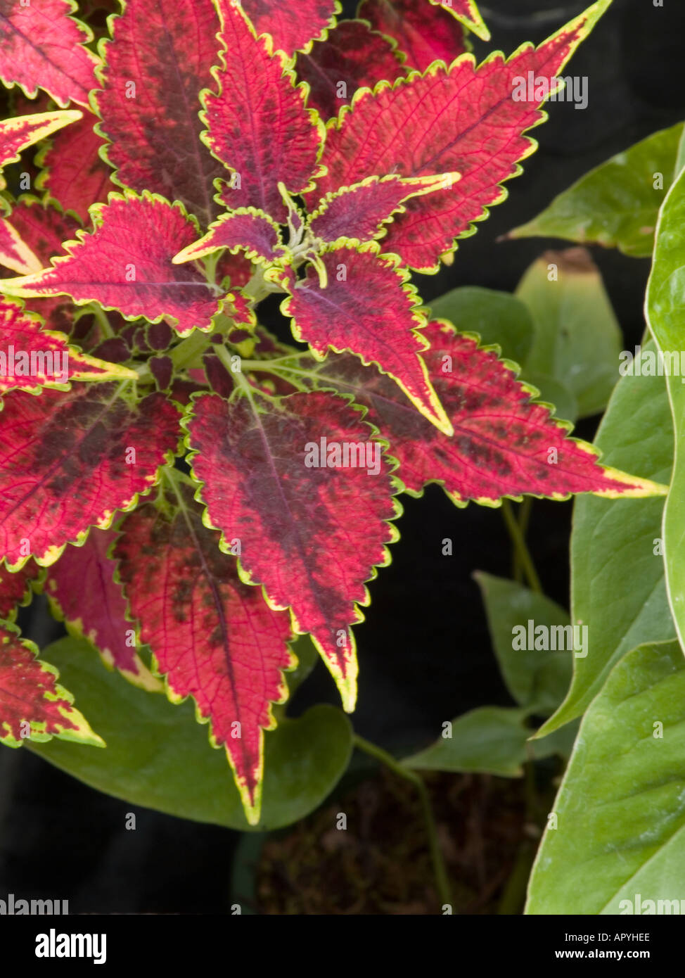 Solenostemon Coleus Blumei Flamme Brennnessel oder bemalte Brennnessel Lamiaceae Minze Stockfoto