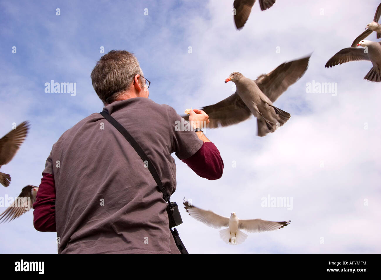 Ein Mann ernährt sich einen Schwarm hungriger Möwen an einem sonnigen Tag. Stockfoto