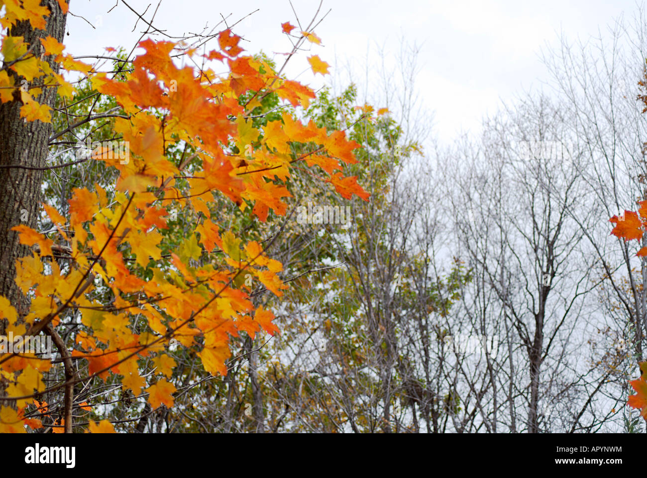 Farben des Herbstes Stockfoto
