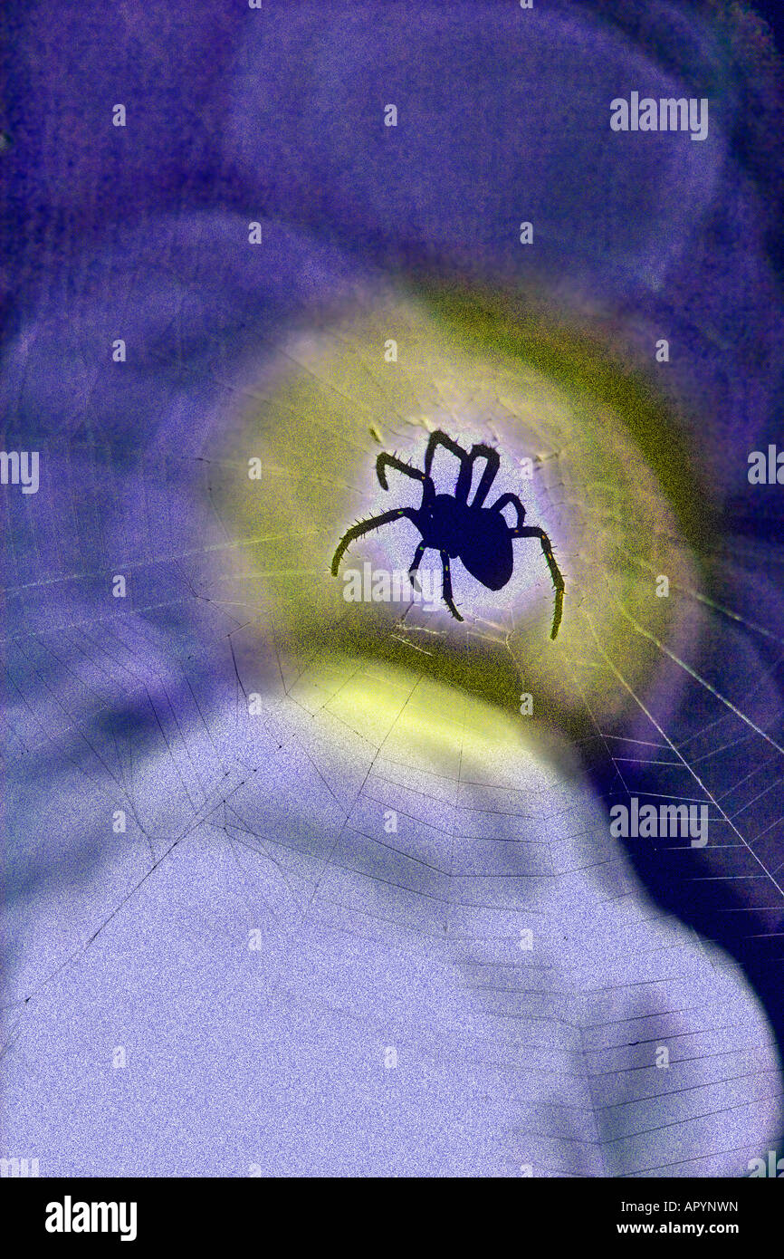 Foto-Illustration einer Spinne auf ihrer Web. Stockfoto