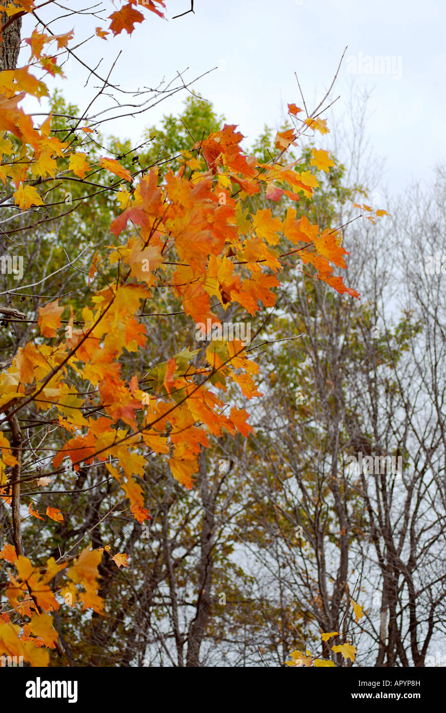 Farben des Herbstes Stockfoto