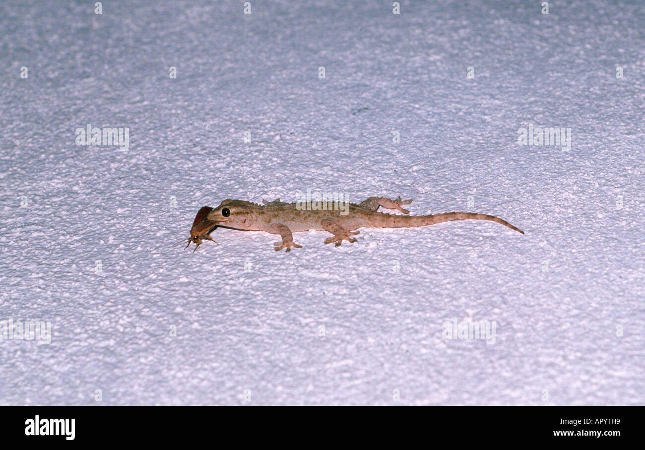 Maurischer Gecko Tarentola Mauritanica. Verschlingt eine Beute auf weißen Wand Stockfoto
