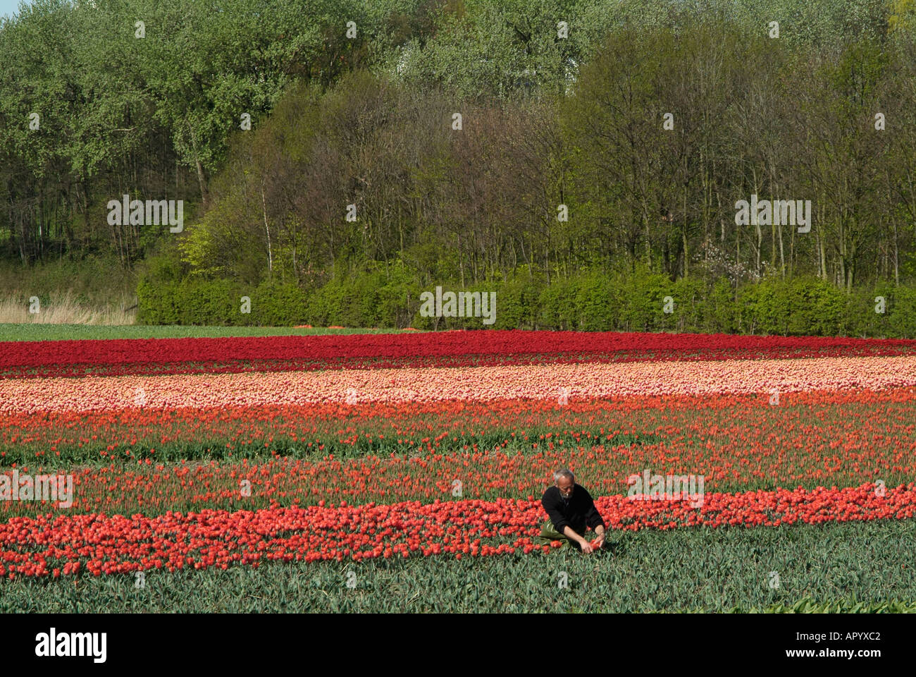 Arbeiten In Die Birne Tulpenfelder In Der Nahe Von Noordwijk Holland Niederlande Stockfotografie Alamy