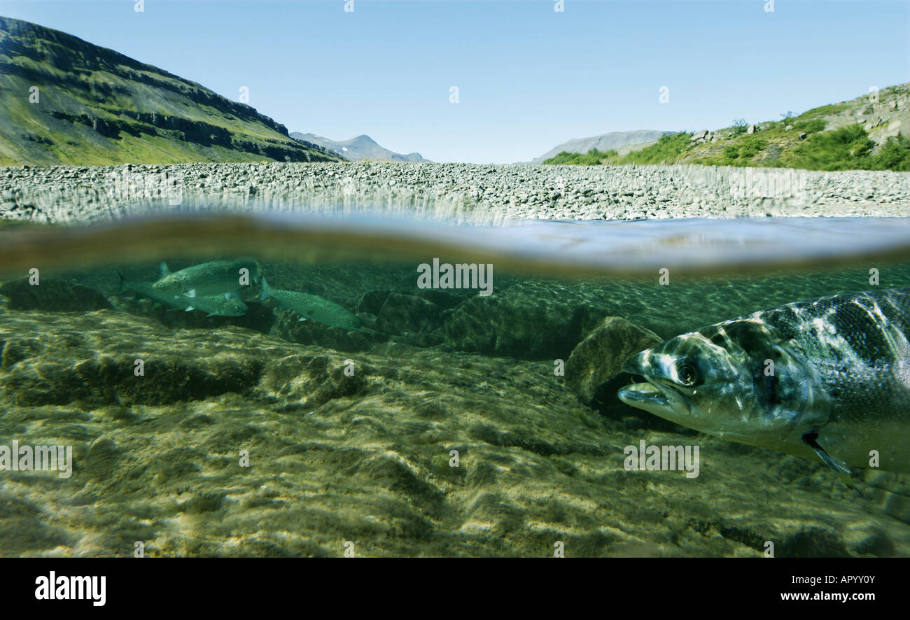 Einzigartige Aufnahme eines Angeln Fluss unter Wasser und Landschaft oben Stockfoto
