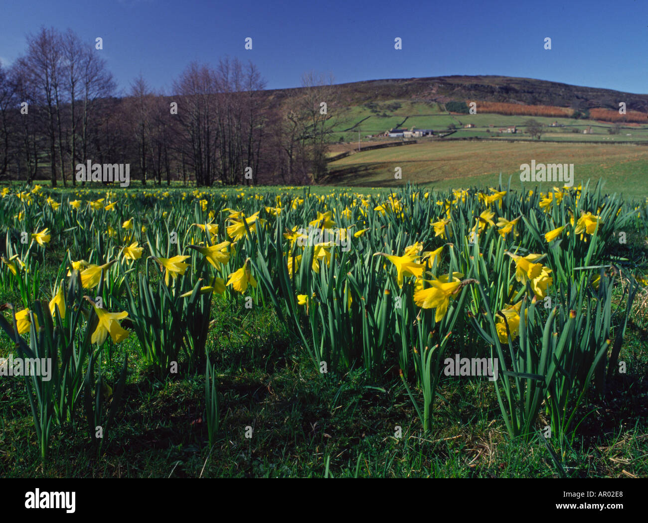 Narzissen im Farndale Nature Reserve North York Moors Nationalpark Yorkshire England Stockfoto