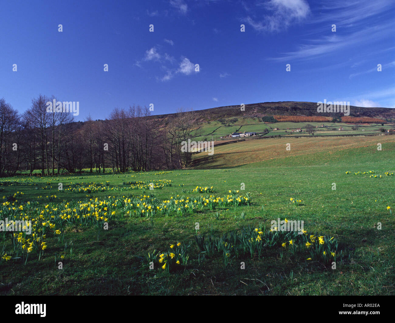 Narzissen im Farndale Nature Reserve North York Moors Nationalpark Yorkshire England Stockfoto