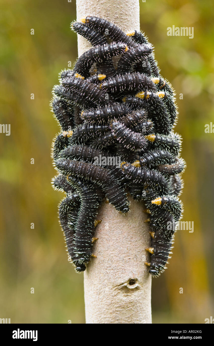 Blattwespen Larven (Perga SP.) aggregiert auf junge Eukalyptus-Stamm, ihre Abwehrkräfte zu teilen Perth Westaustralien Vorort September Stockfoto