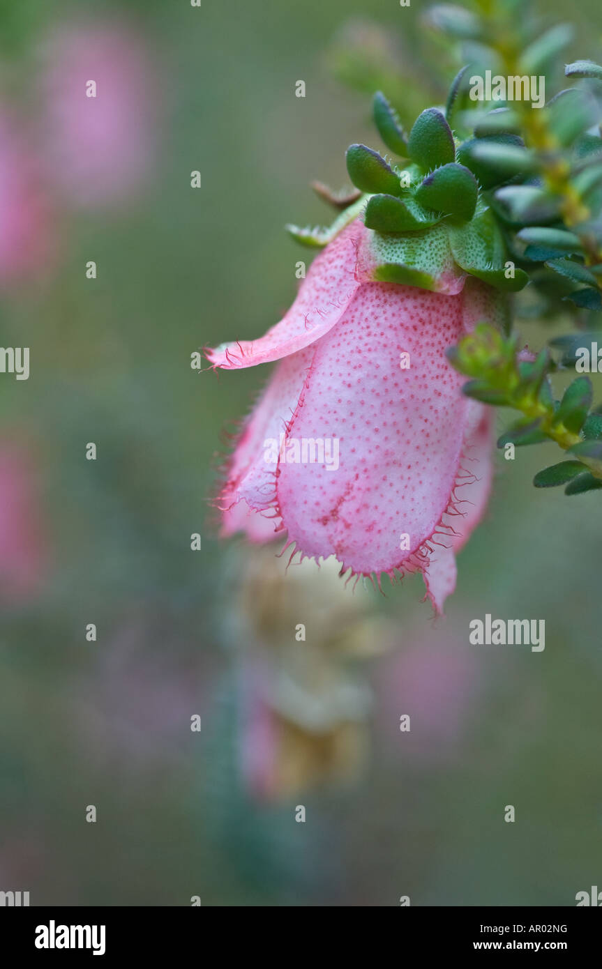 Mit Fransen oder rosa Berg Bell Darwinia Squarrosa Nahaufnahme Blume Stirling Range Western Australien Oktober Stockfoto