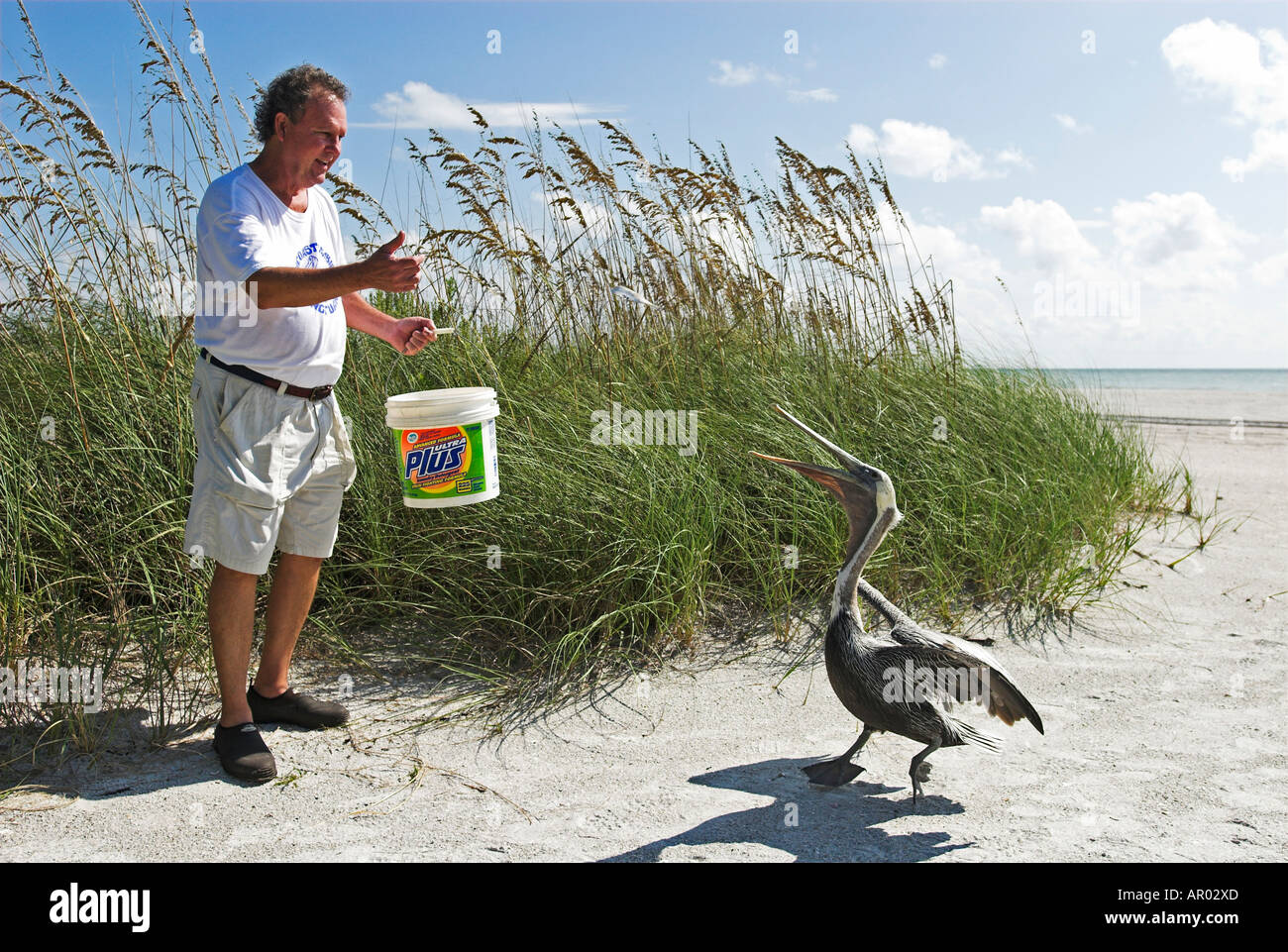 Ralph Health, Gründer der Suncoast Seabird Sanctuary, speist ein Pelikan, St. Petersburg, Florida, USA Stockfoto