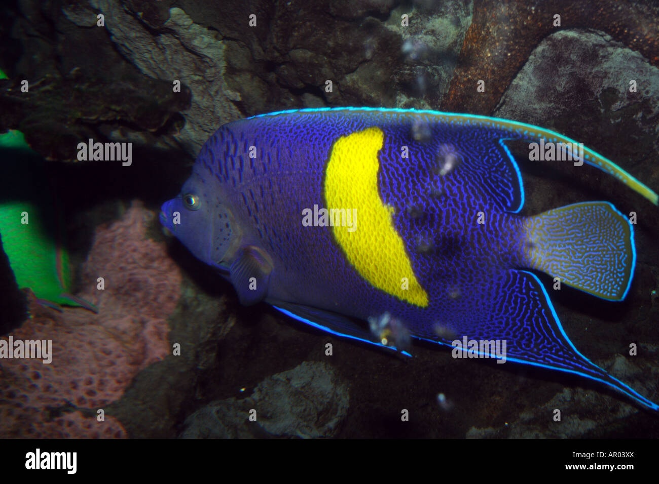 Asfur Angelfish.Arabian Kaiserfisch oder Cresent Angelfish. Stockfoto