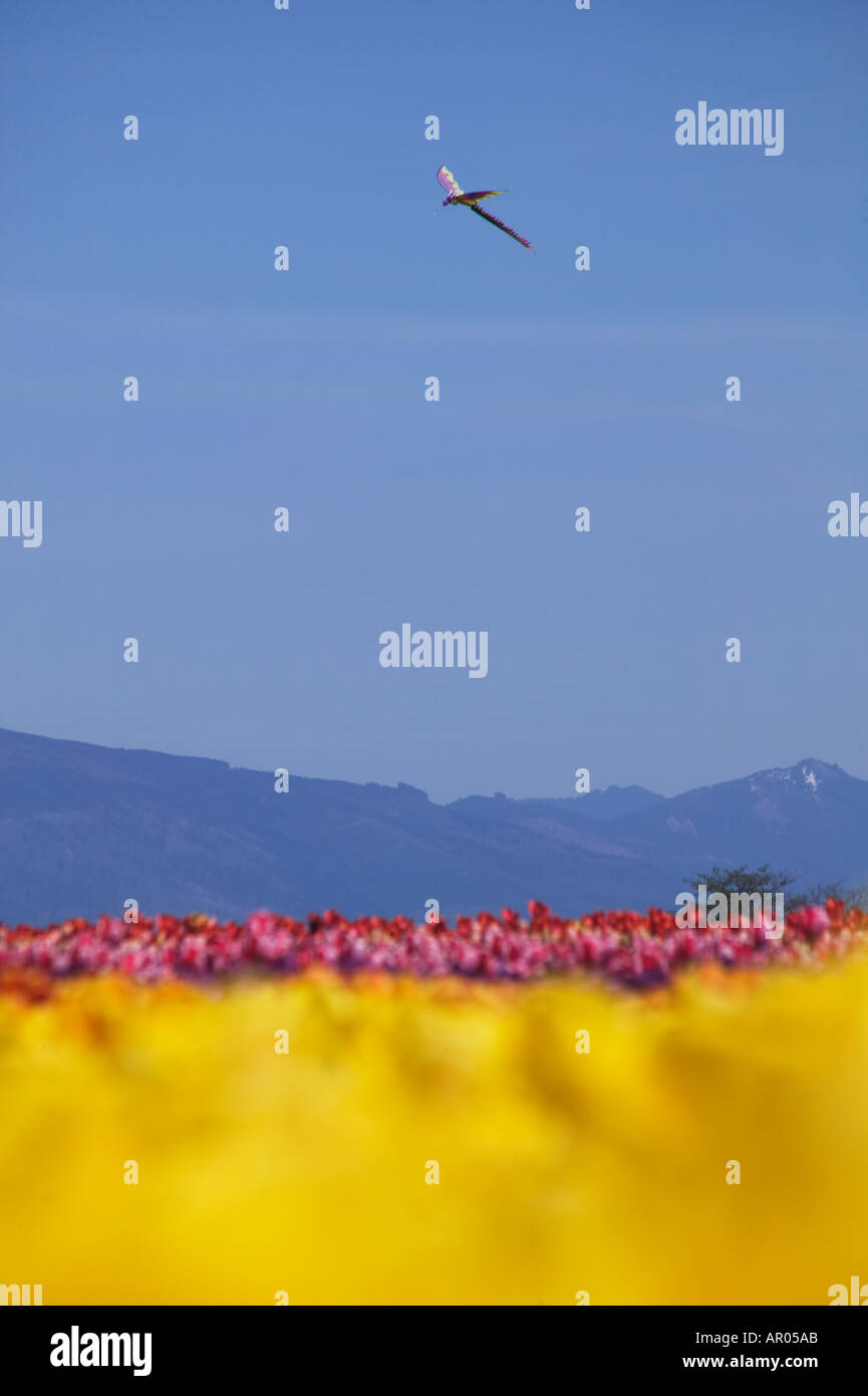 Große Libelle geformt Drachen fliegt über dem Bereich der Frühling Tulpen in der Nähe von Mt Vernon Washington in den USA Skagit Valley Stockfoto