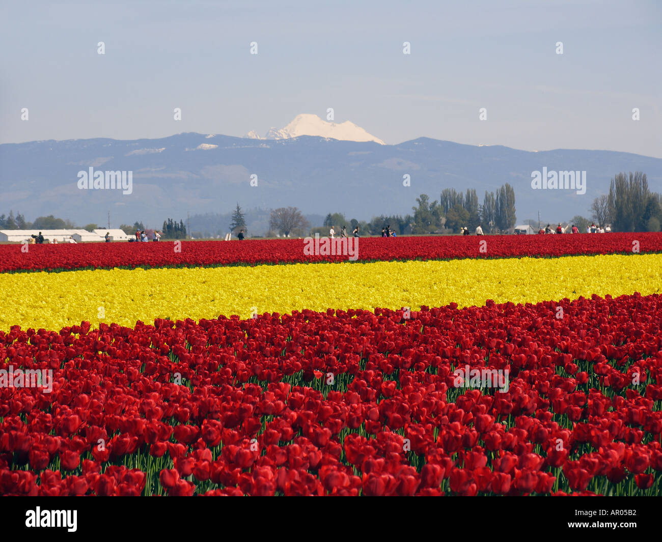 Bereich der Frühling Tulpen blühen mit Mount Baker im Hintergrund in der Nähe von Mt Vernon Washington in den USA Skagit Valley Stockfoto