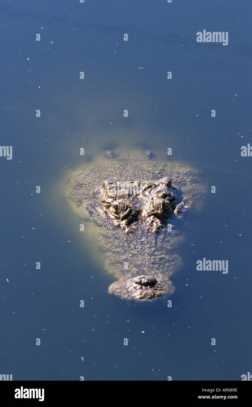 MündungsKrokodil, Leistenkrokodil, Australien, Australien, entsteht