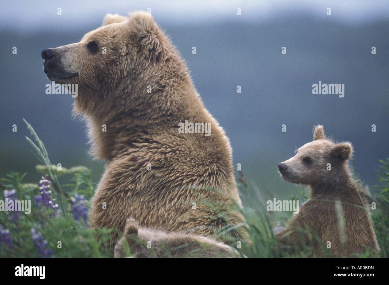 Sau Grizzly & Cubs in Grass Hallo Bay Katmai NP Alaska Stockfoto