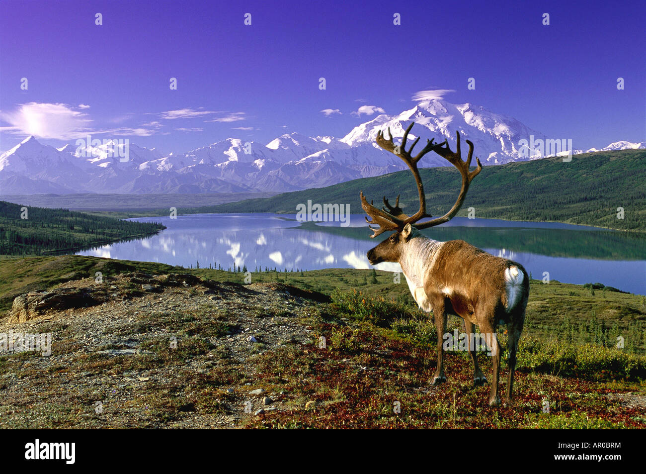 Mit Blick auf Wonder Lake vor Denali Composite Caribou Stockfoto