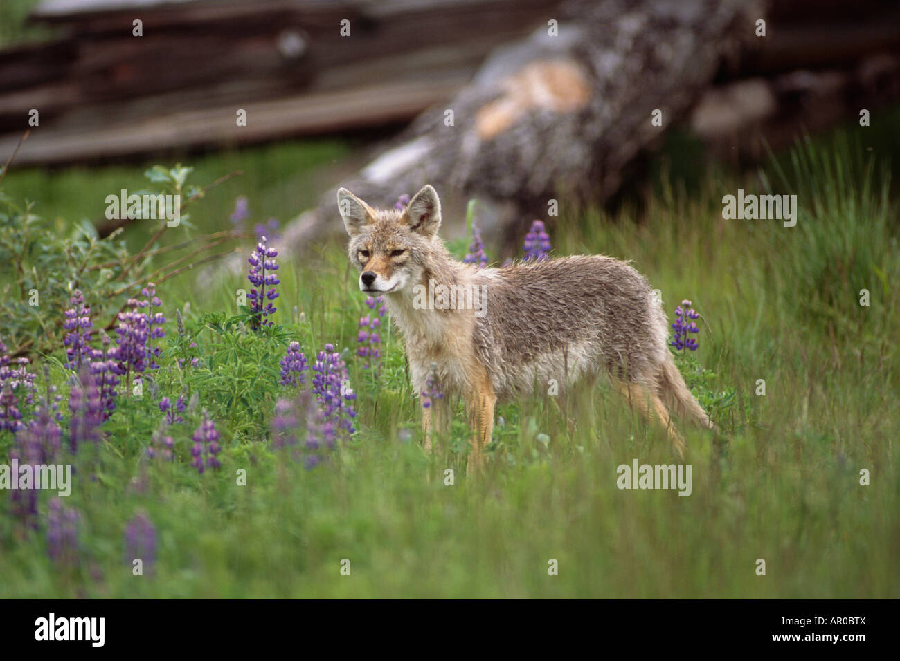 Wachsamen Coyote stehend in hohe Gräser w/Nootka Lupine Wildblumen Captive Big Game Alaska Sommer Stockfoto