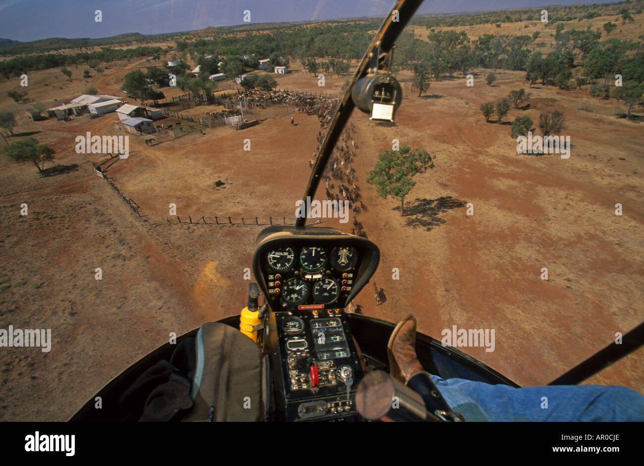 Ansicht der Rinderherde von oben, Cockpit, Sterling Buntine, Lansdowne Station, Kimberley, Western Australia, Australien Stockfoto