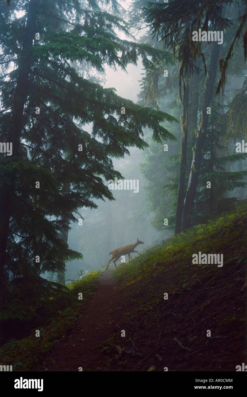 Sitka Black Tail Hirsch Tongass Natl Wald AK kreuzt Wanderweg südöstlich Stockfoto