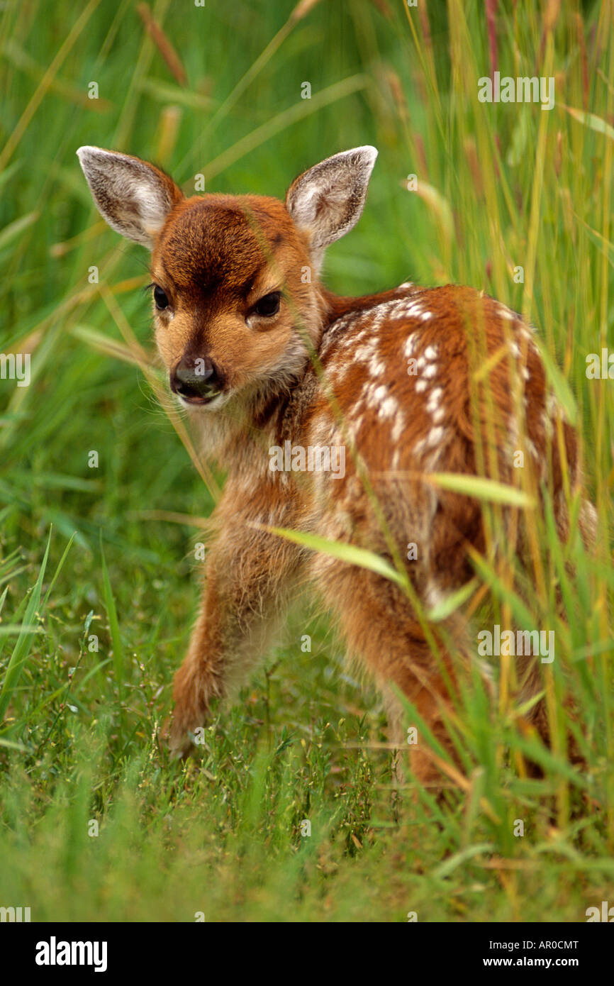 Young Sitka Blacktail Rehkitz Gras Captive Alaska Wildlife Conservation Center Frühling Stockfoto