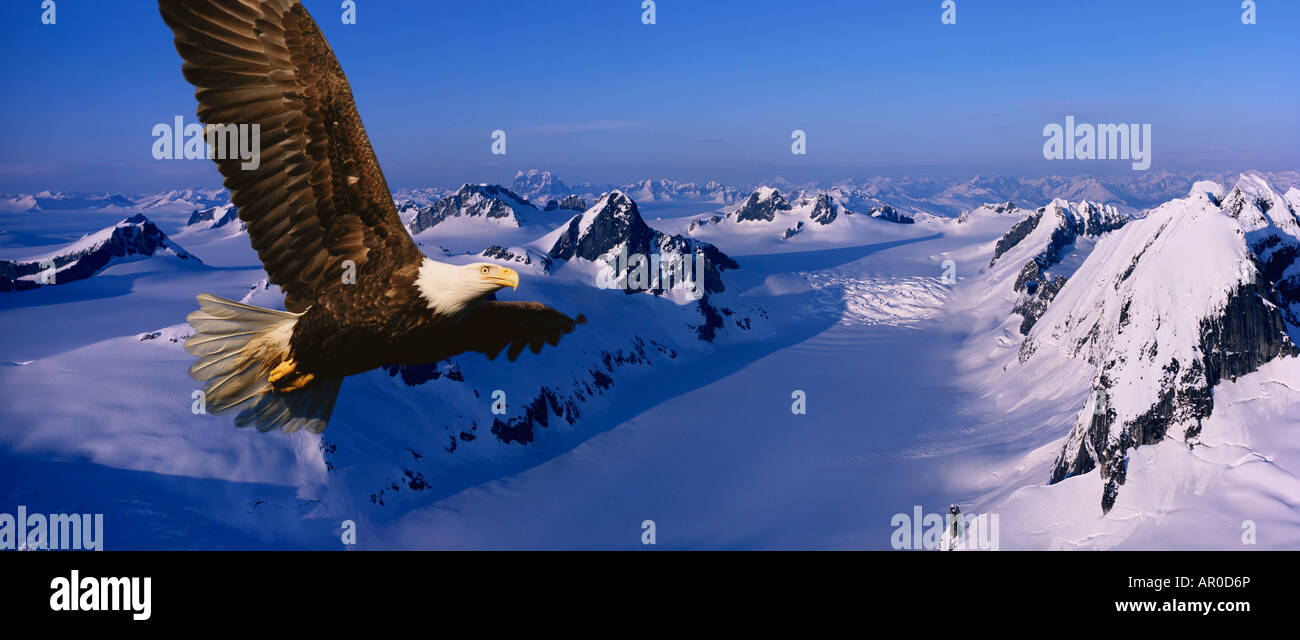 Adler im Flug über Juneau Icefield Digital Composite Stockfoto