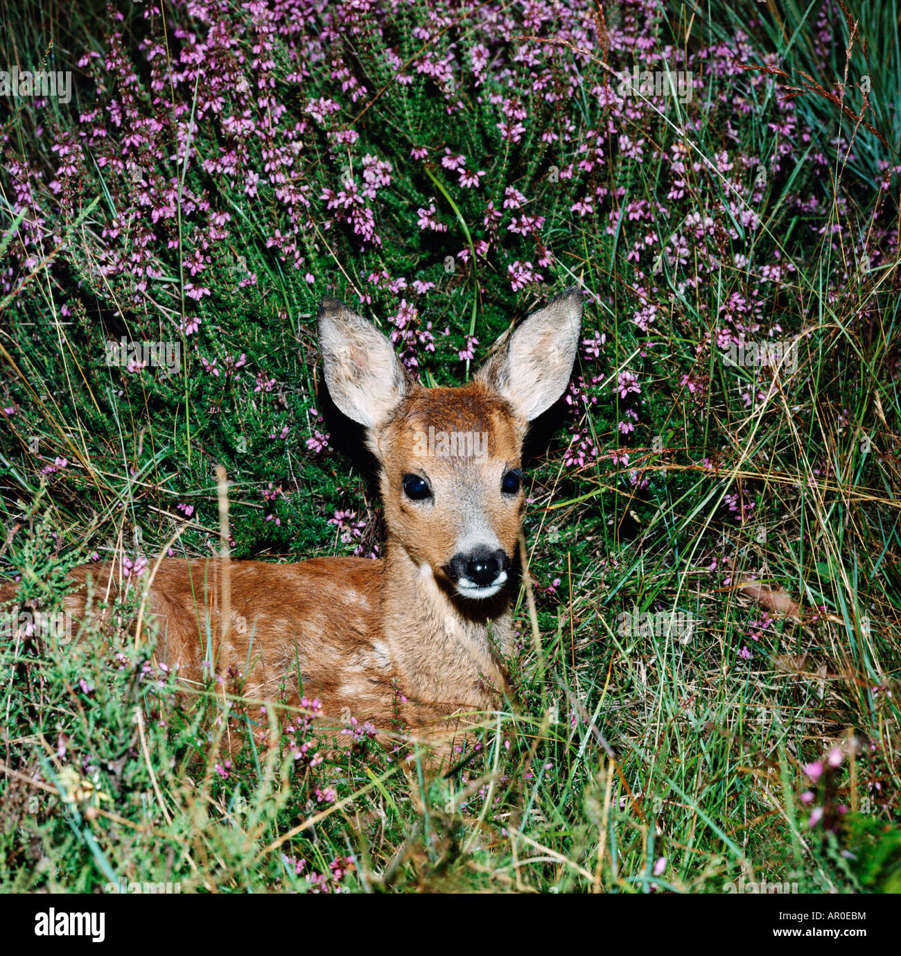 Faon de Chevreuil Rehe Capreolus Capreolus fawn in Grass Tiere — free download