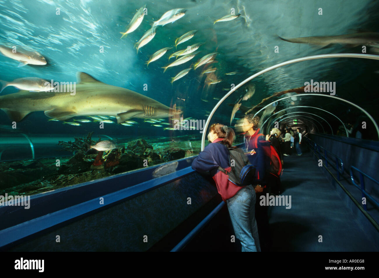 Haie und Fische n das Sydney Aquarium, Darling Harb, Australien, New