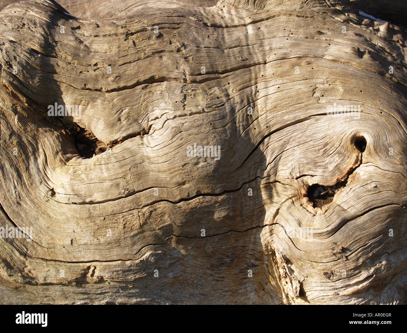 knubbeligen Holz Holz Baumstämme Stockfoto