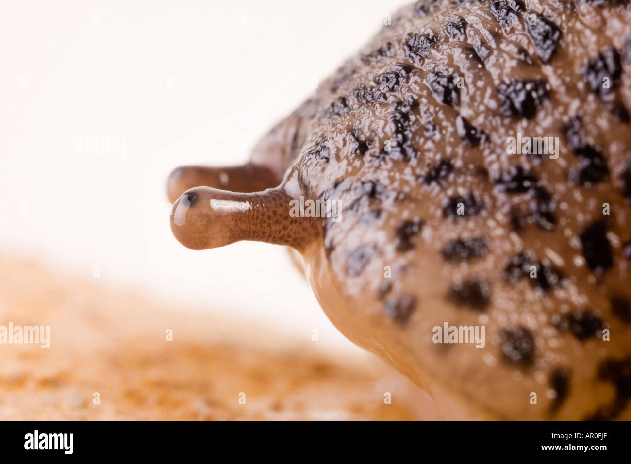 Leopard Slug (Limax Maximus) Stockfoto