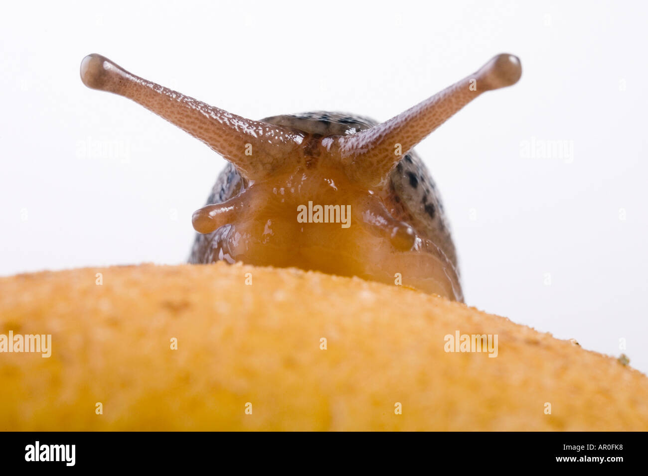 Leopard Slug (Limax Maximus) Stockfoto